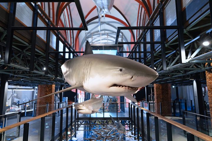 Shark model hangs in a hall