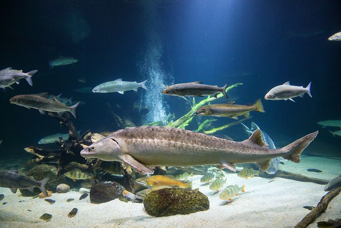 Das Flussmündungsbecken mit verschiedenen Wanderfischen wie Stören und Forellen