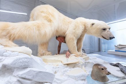 Eisbär und Robbe mit Präparator in Vitrine