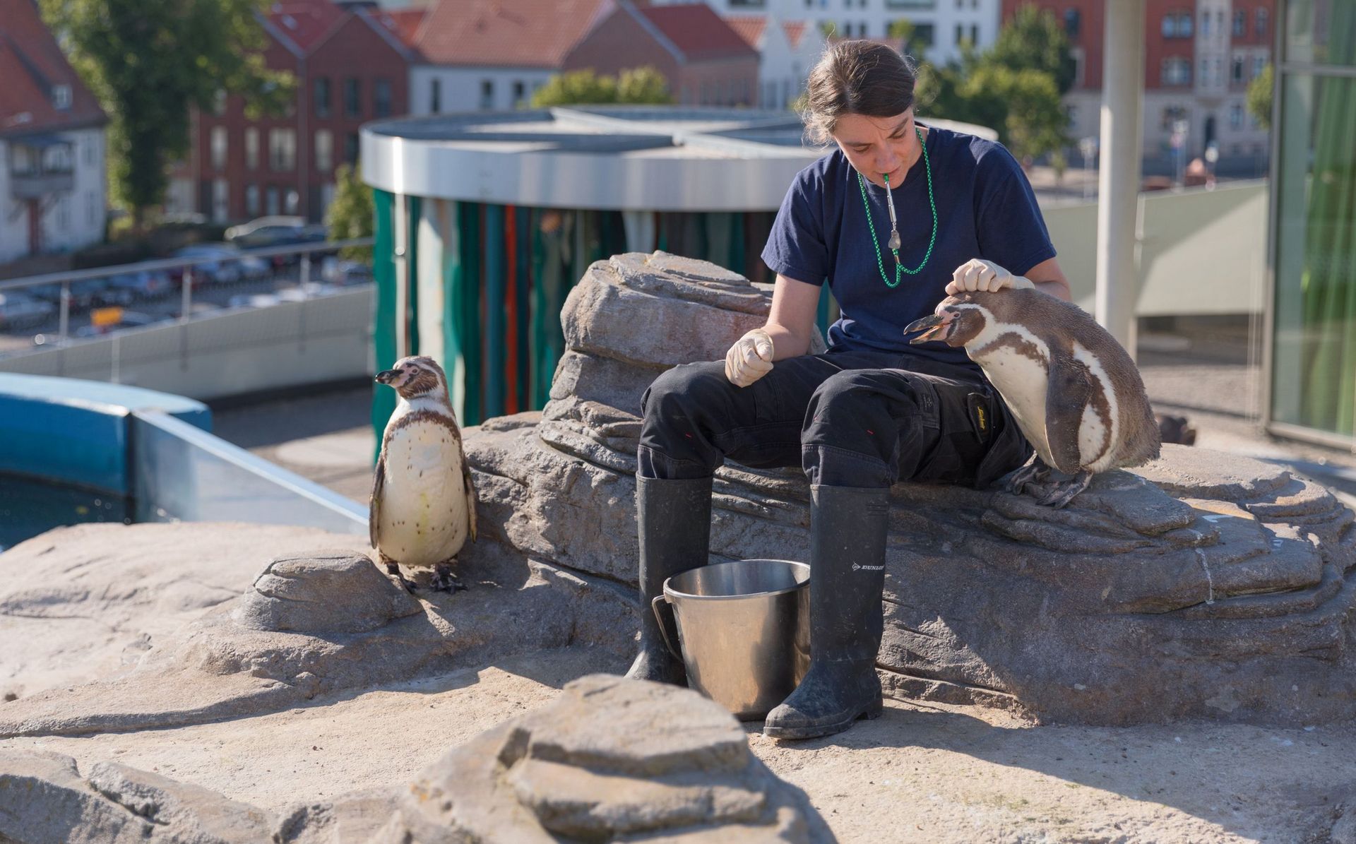 International research project "Hearing in penguins" draws to a close