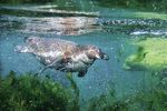 Diving penguin in the water