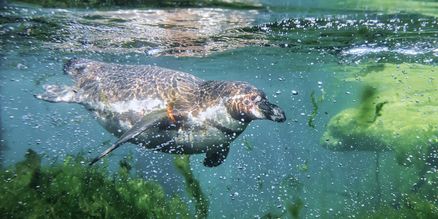 Tauchender Pinguin im Wasser