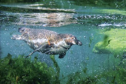 Tauchender Pinguin im Wasser