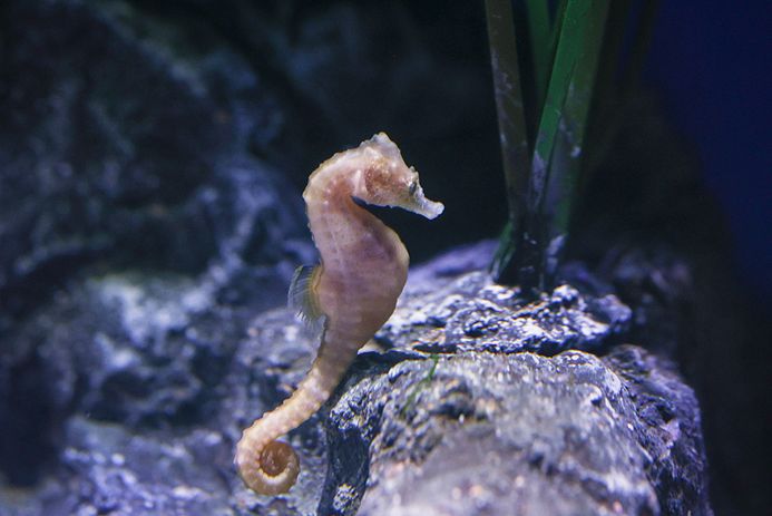 Ein Kurzschnäuziges Seepferdchen in der Seitenansicht aufrecht im Wasser an einen Stein gelehnt