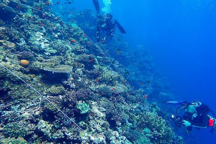 Unterwasseraufnahme Korallenriff, Taucher