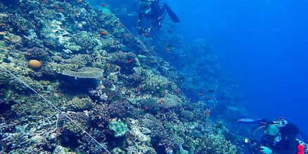 Unterwasseraufnahme Korallenriff, Taucher