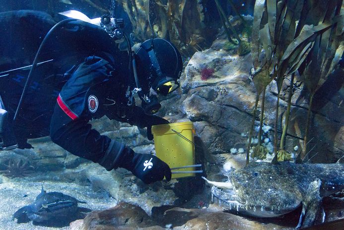 Ein Taucher mit gelbem Eimer und Greifzange in der rechten Hand füttert einen Seeteufel im Helgoland-Tunnel im OZEANEUM