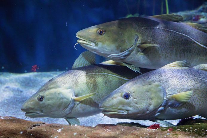 drei Dorsche im Aquarienbecken des OZEANEUMs