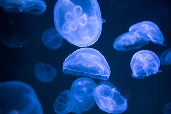 Ohrenquallen schwimmend im Aquarienbecken