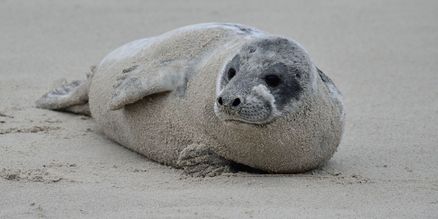 Eine Robbe liegt am Strand. Foto: Nicola Boll/BUND