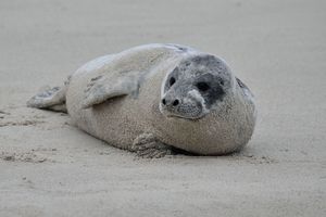 Eine Robbe liegt am Strand. Foto: Nicola Boll/BUND