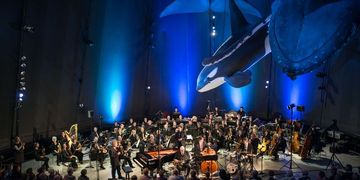 Orchester in einem blau beleuchteten Raum mit hängenden Wal-Modellen