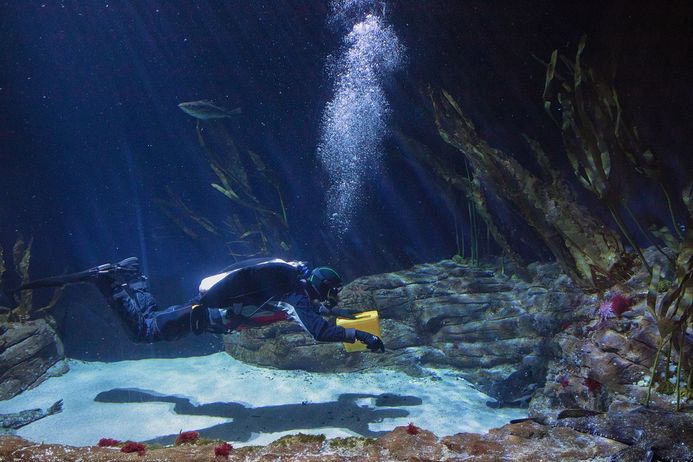 Ein Taucher füttert Tiere im Helgoland-Tunnel im OZEANEUM