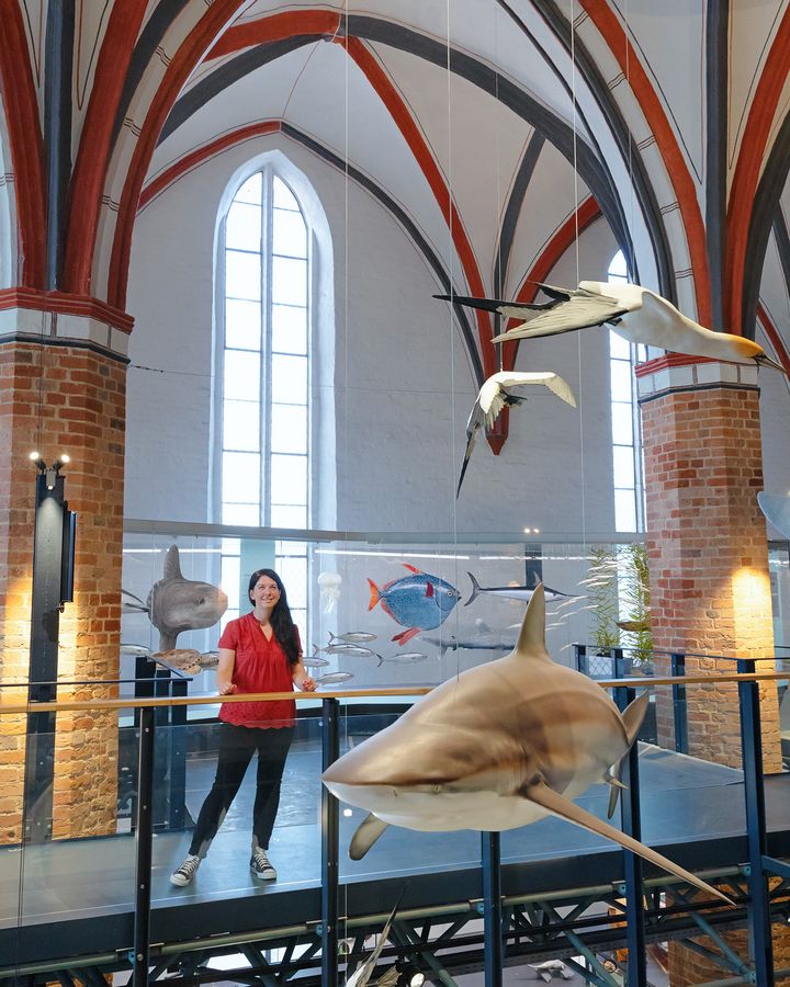 Person standing in museum, hanging models of sharks and birds can be seen in the foreground