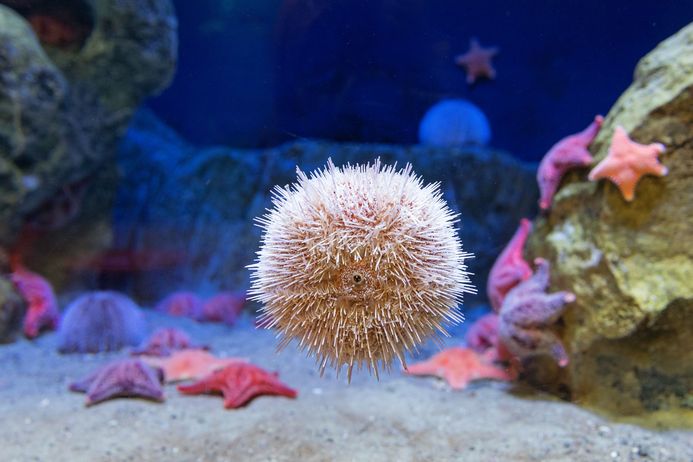 Seeigel, an der Aquarienscheibe klebend und mehrere Seesterne im Hintergrund